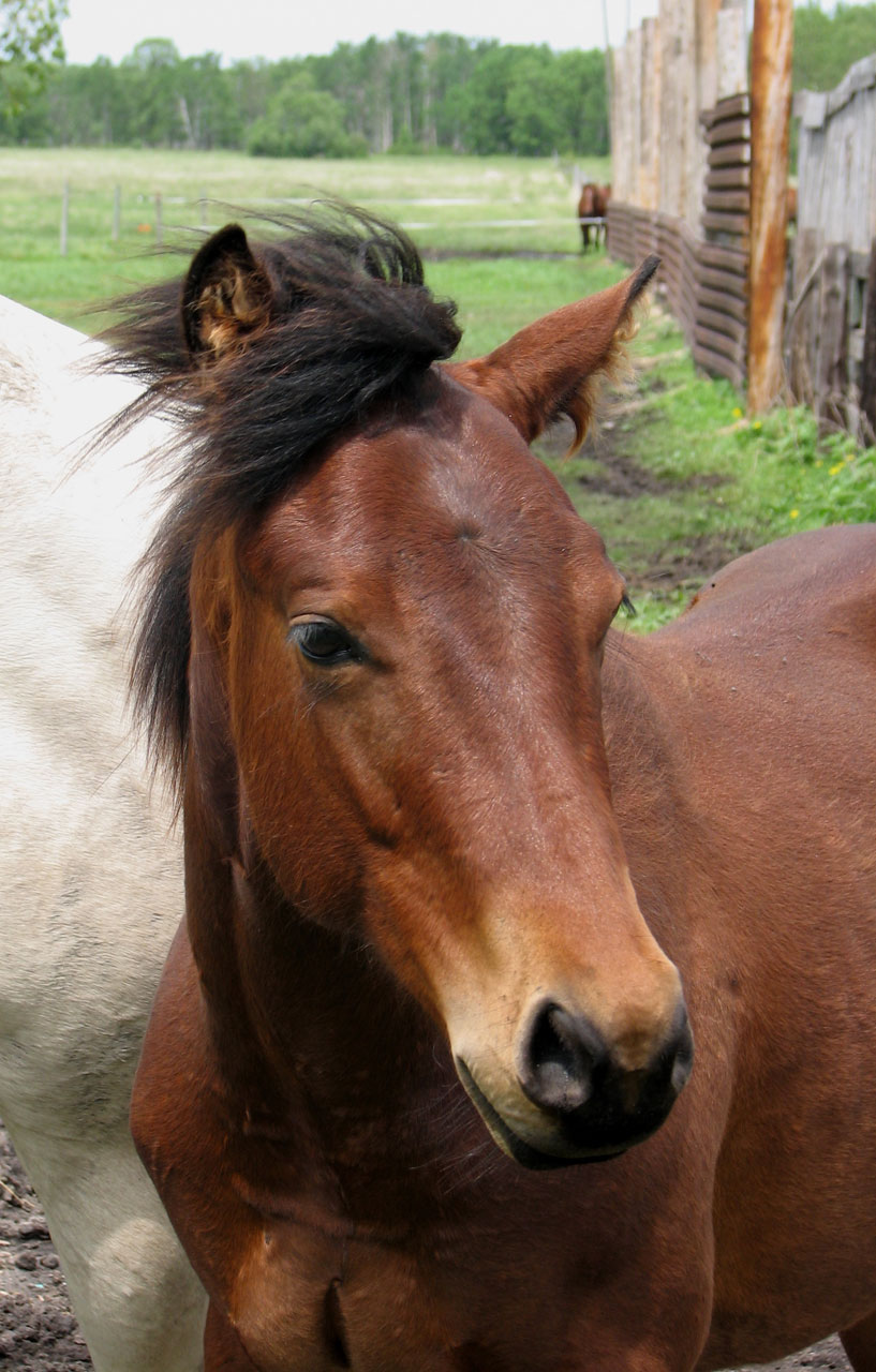 horse brown farm free photo