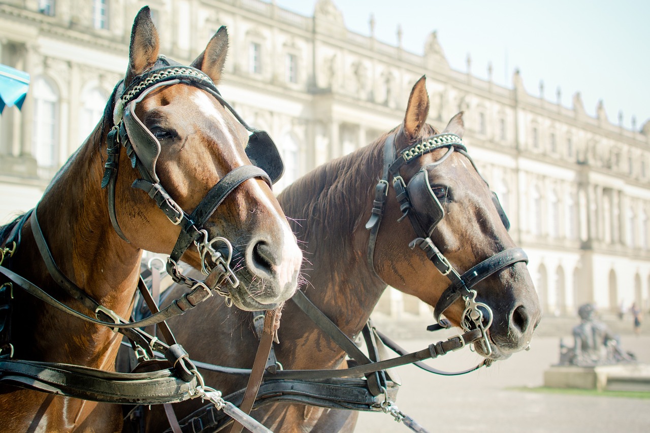 horse drawn carriage horse head halter free photo