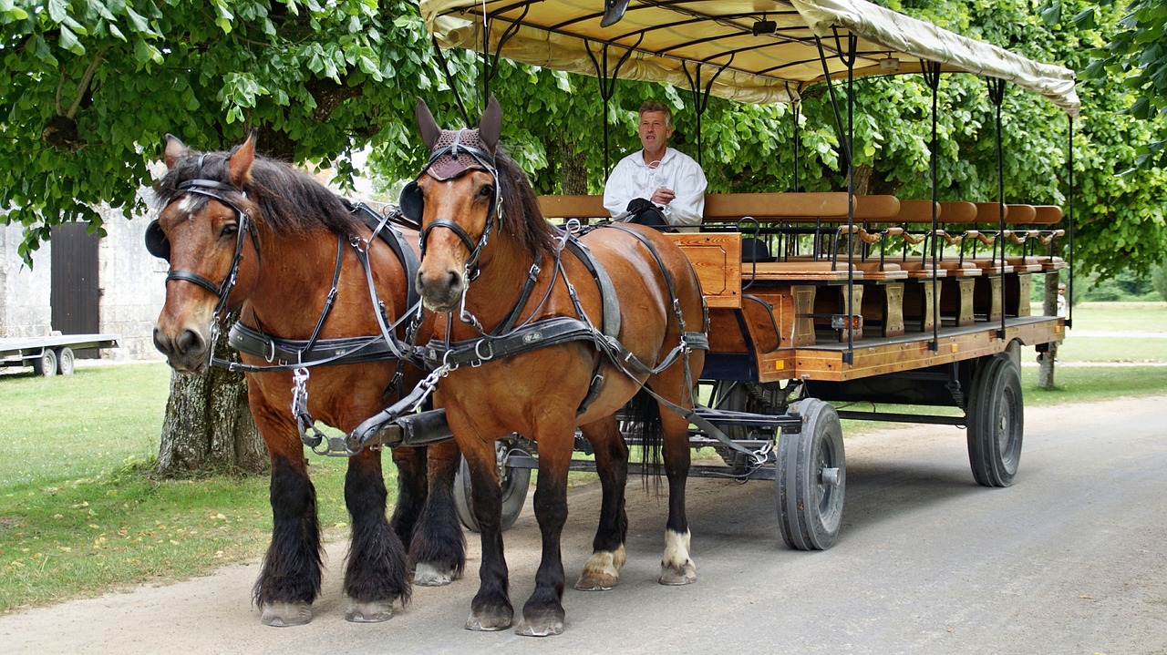 horse-drawn carriage horse horses free photo