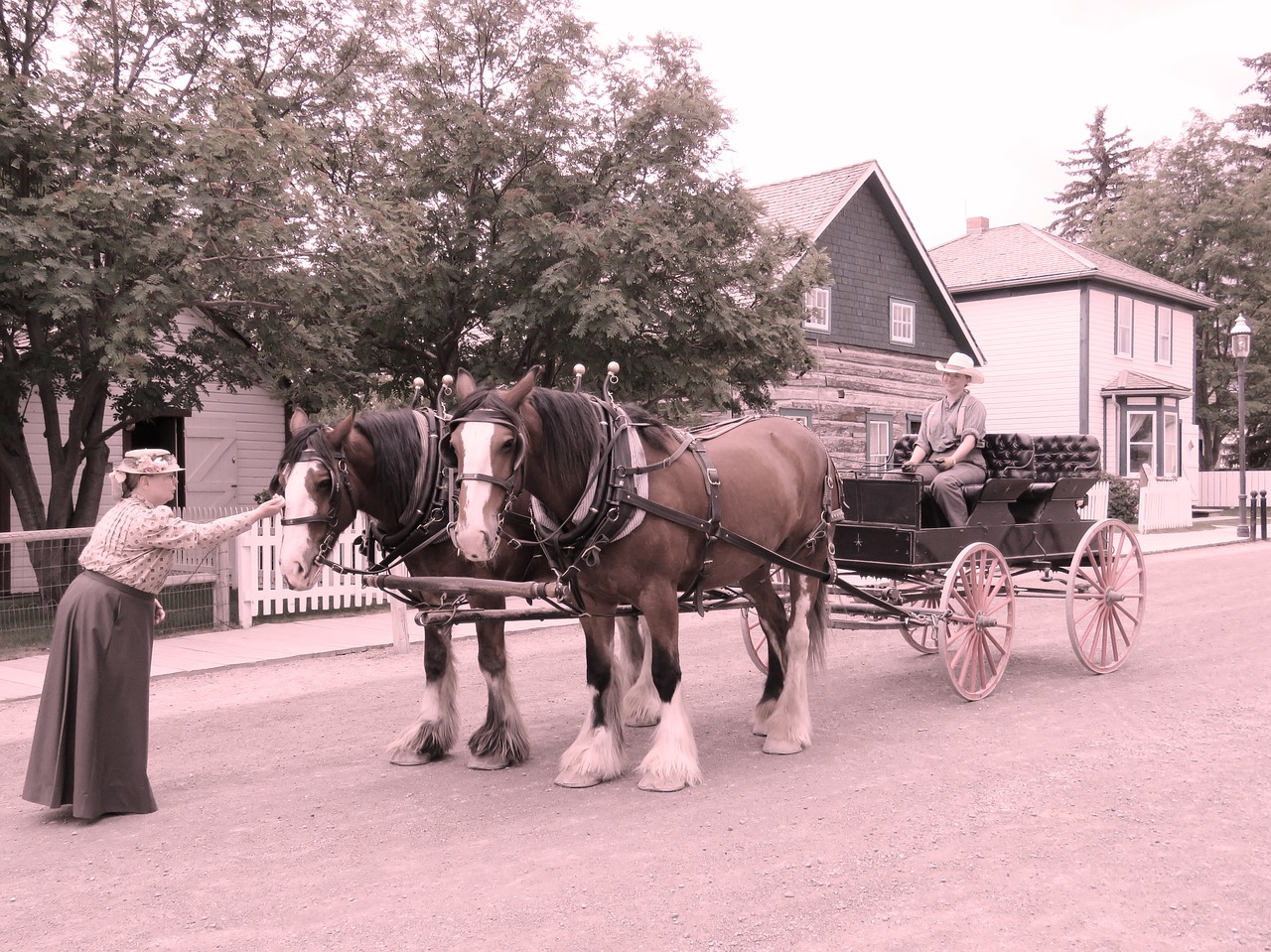 horse drawn carriage pioneer wagon free photo