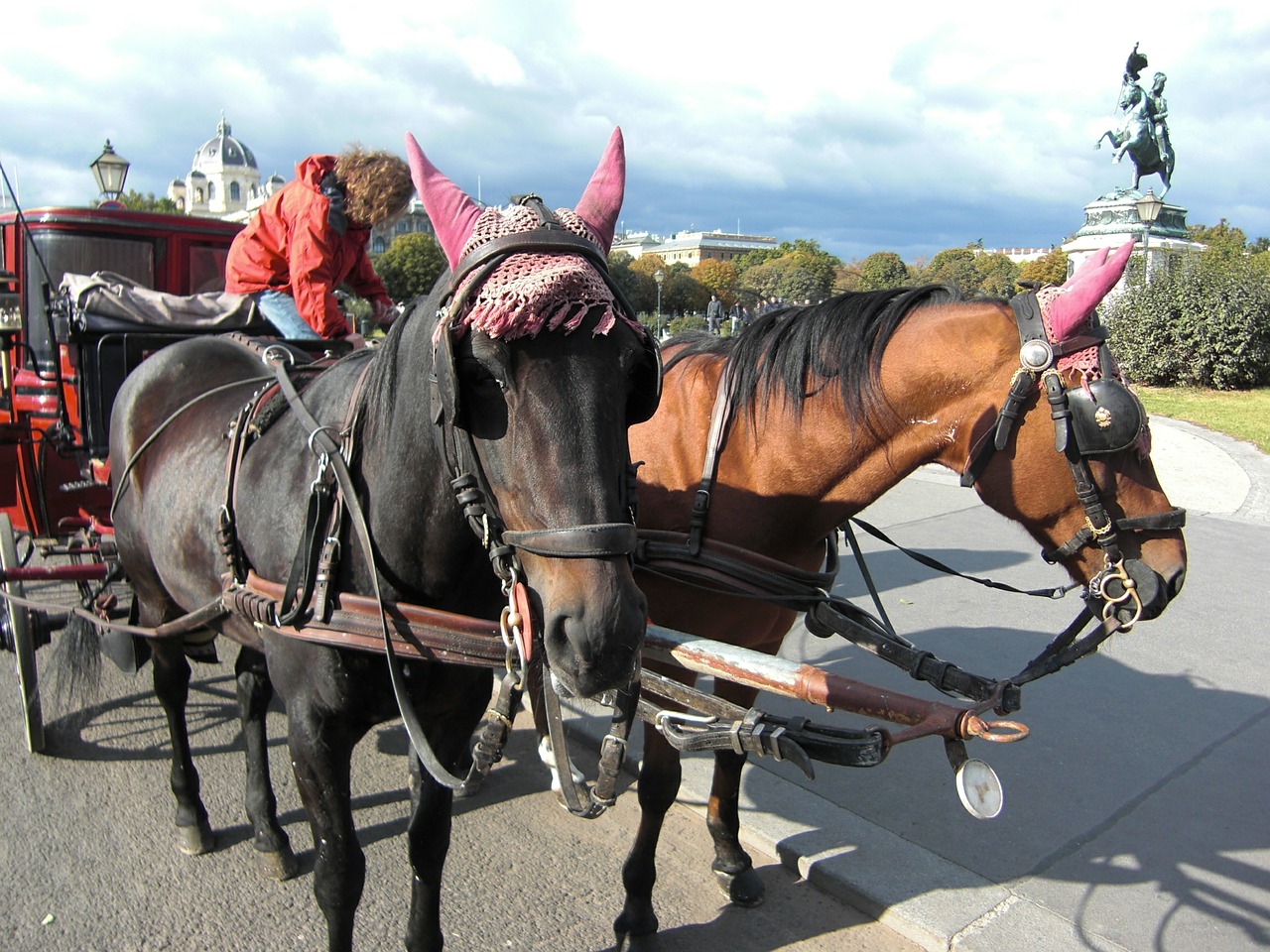 horse drawn carriage vienna austria free photo