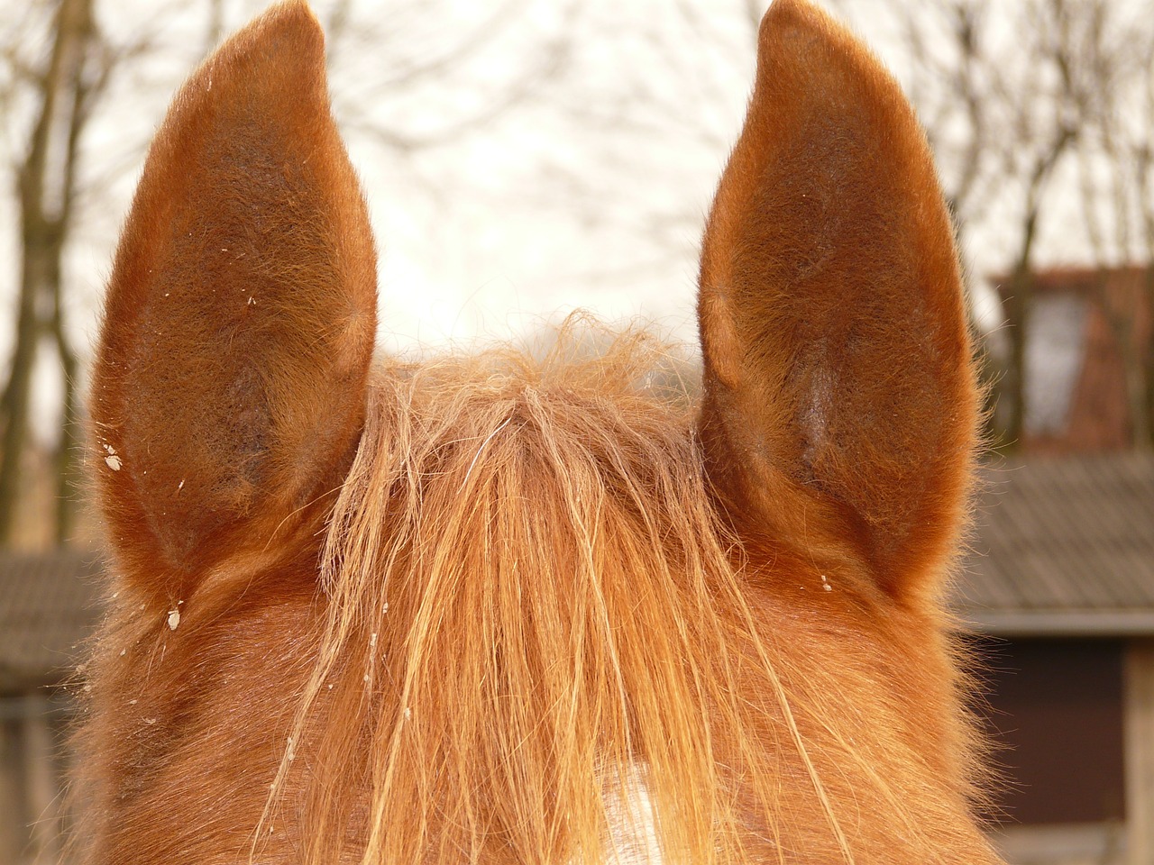 horse ears ears horse free photo