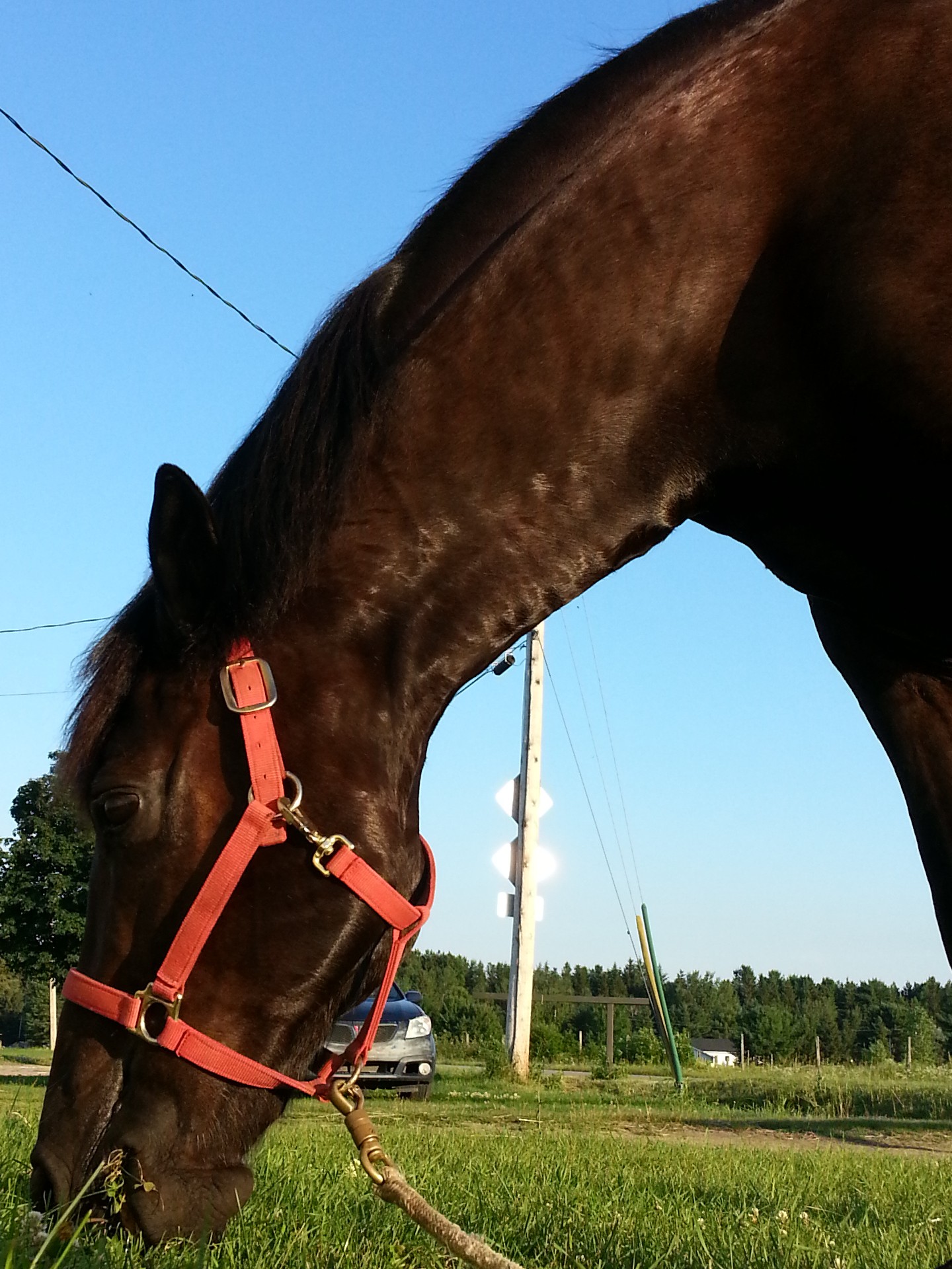 horse horseback riding free photo