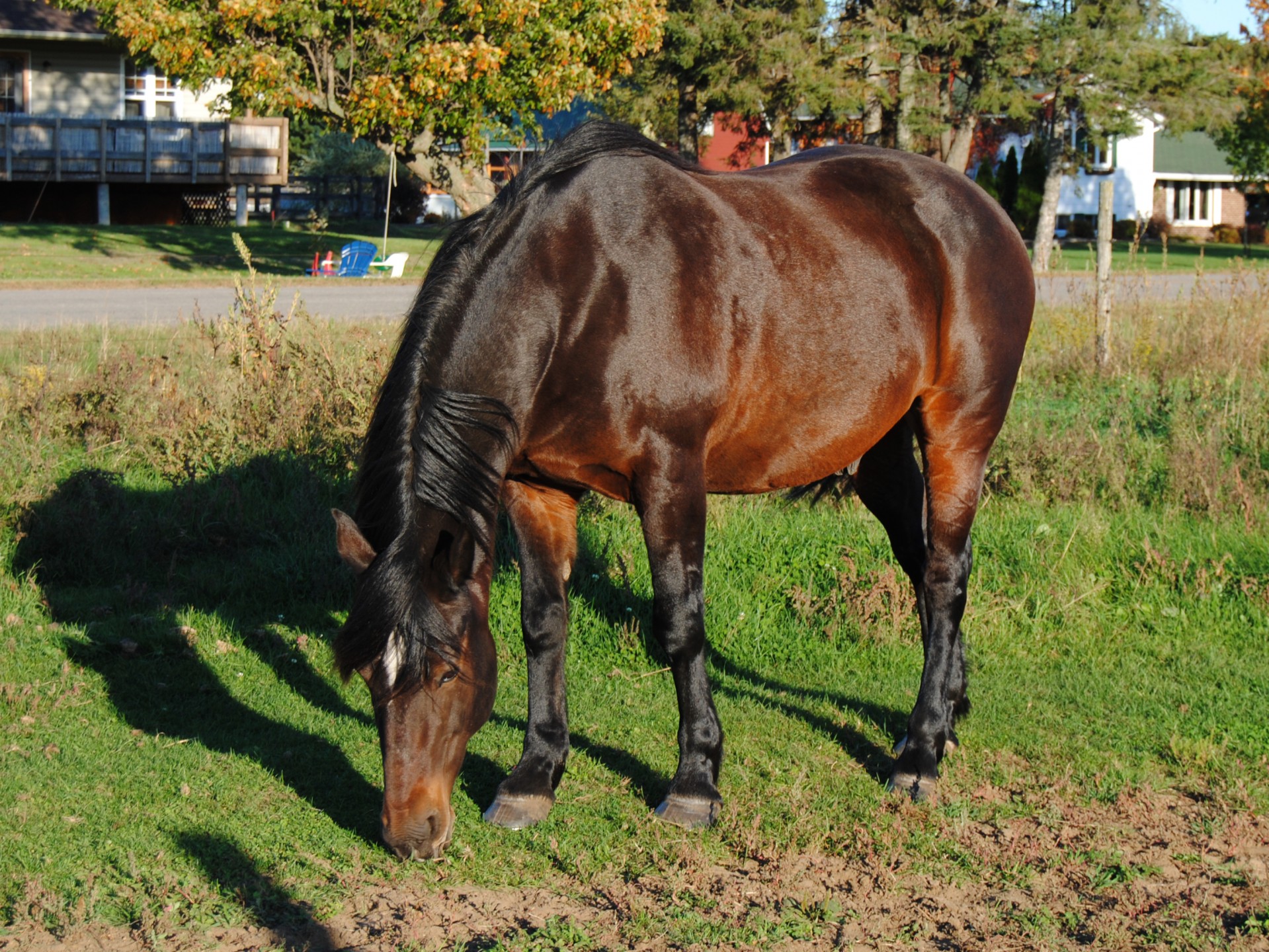 horse horses horseback free photo