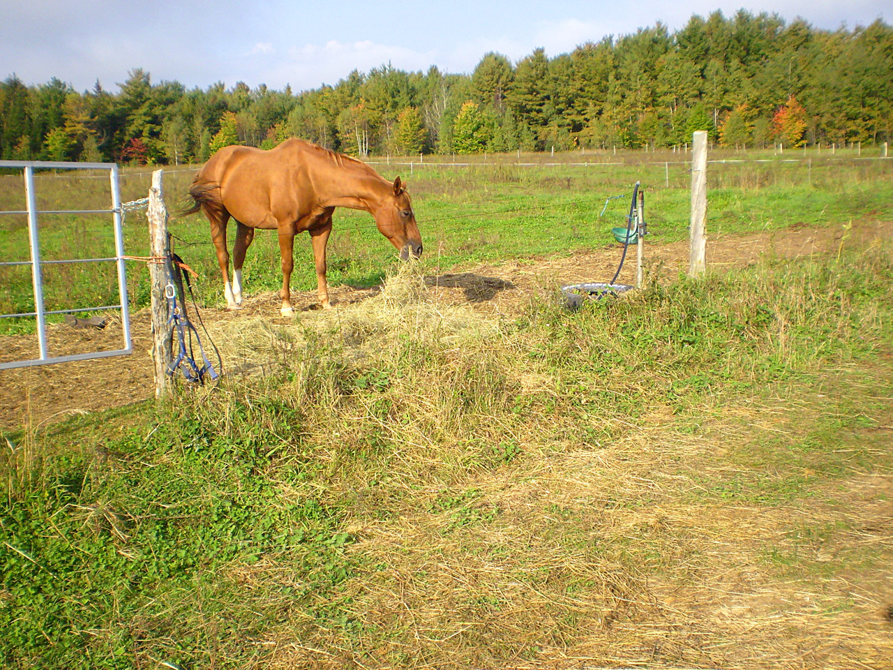 horse meadow eating free photo