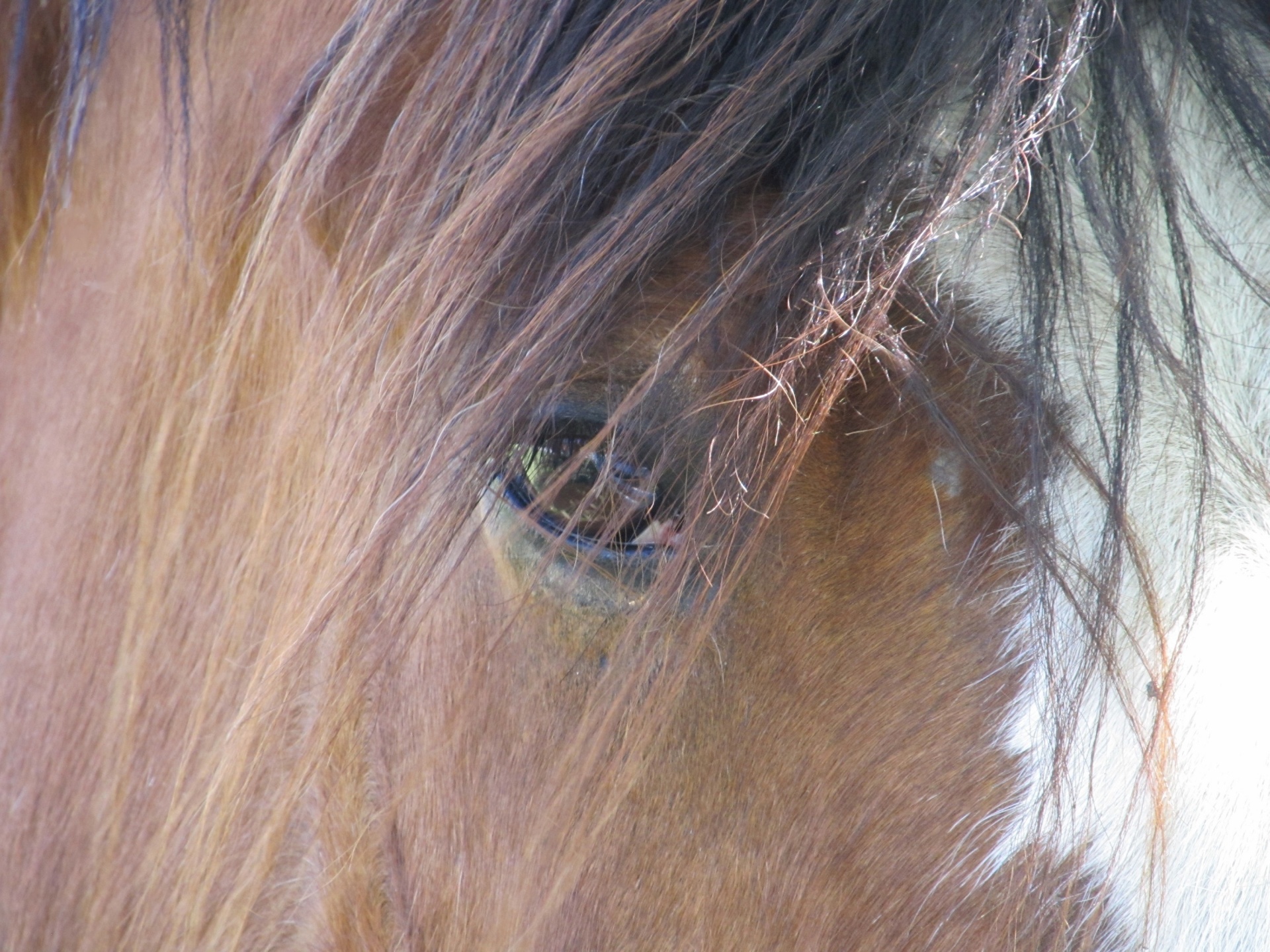 horse clydesdale eye free photo