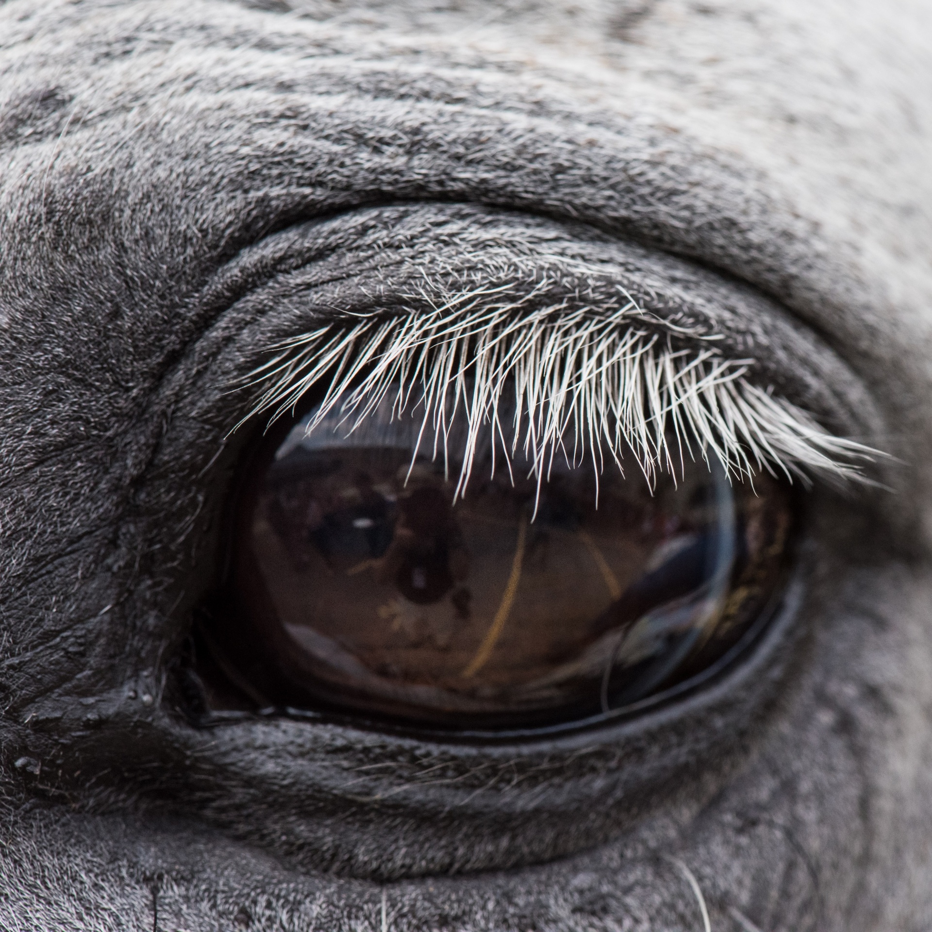 horse eye eyeball free photo