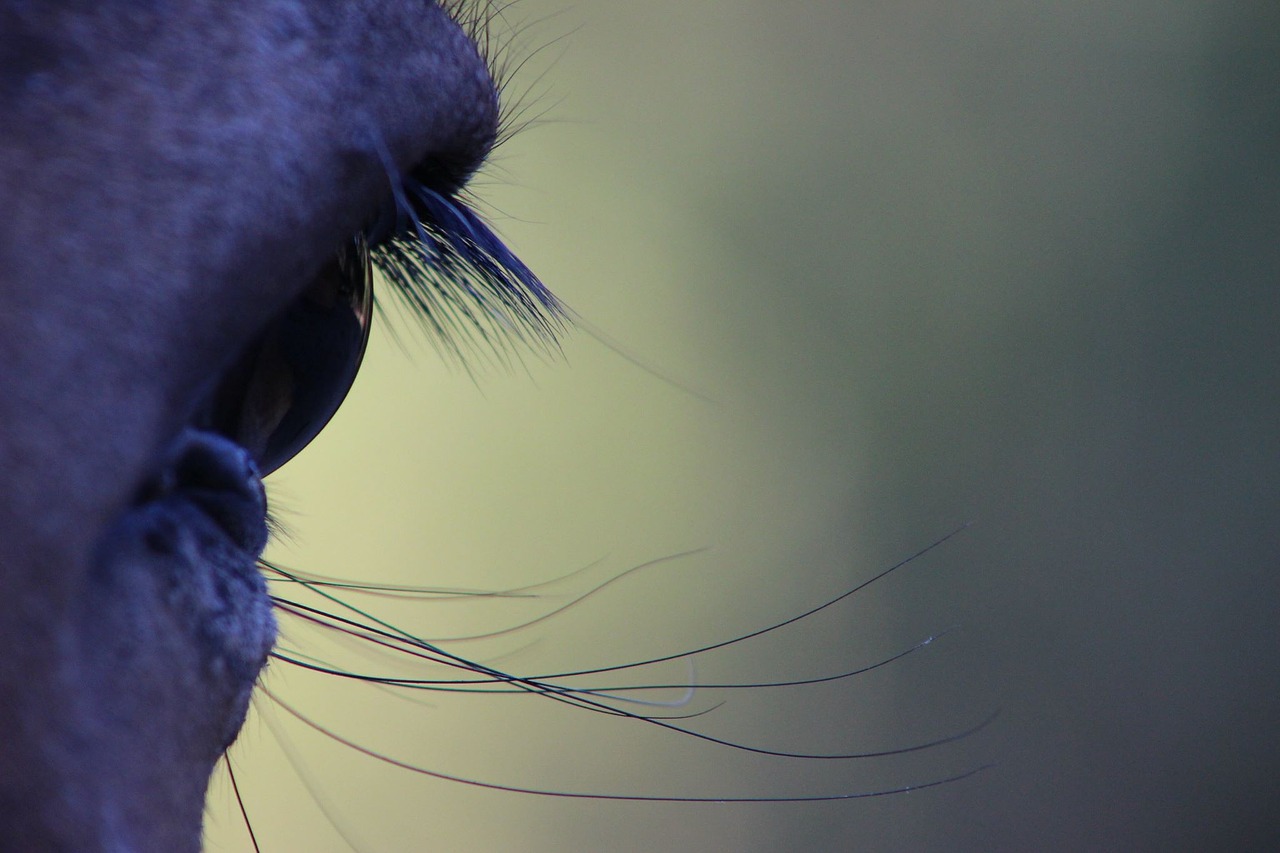 horse eye look nature free photo