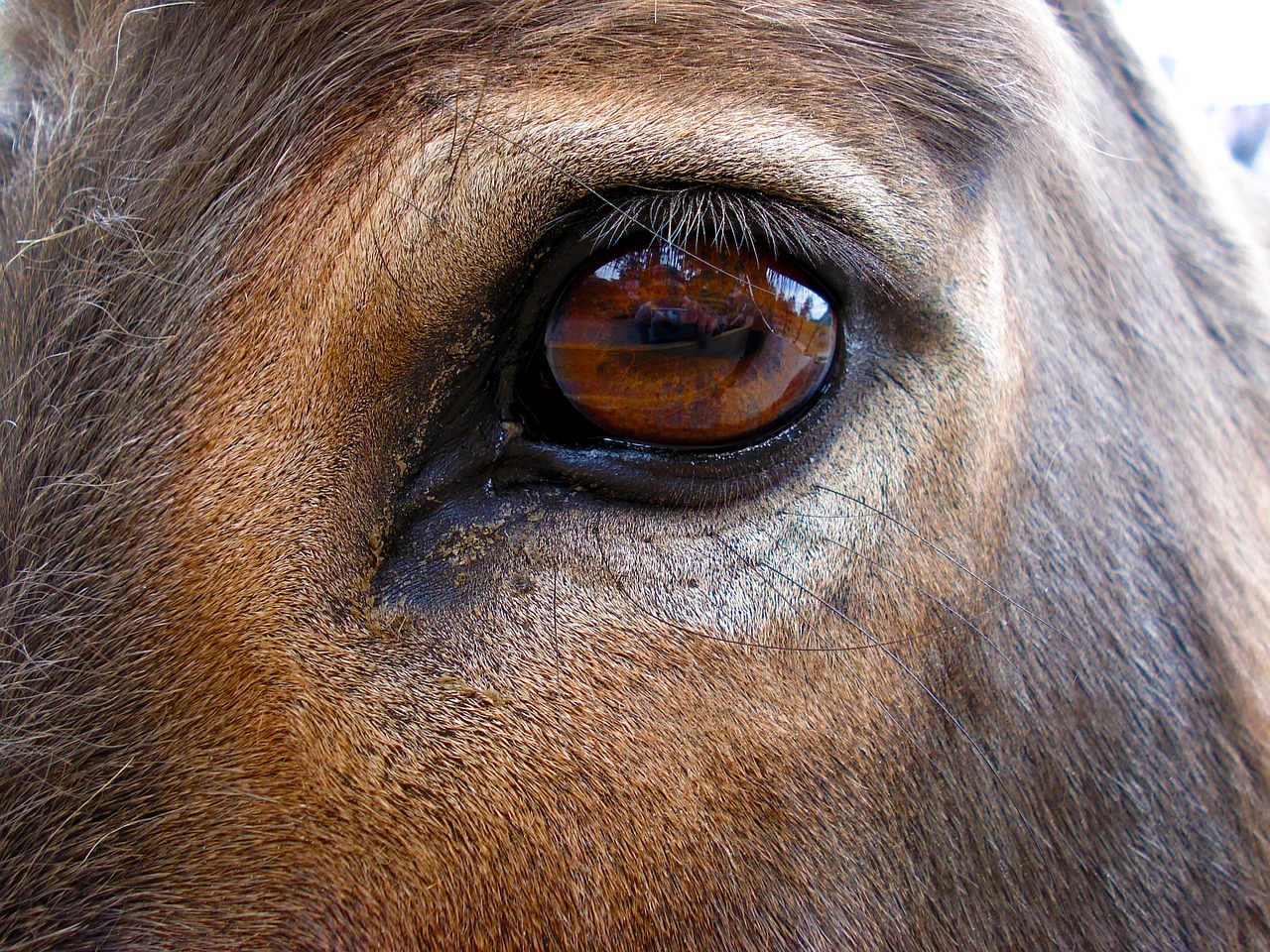 horse eye horse donkey free photo