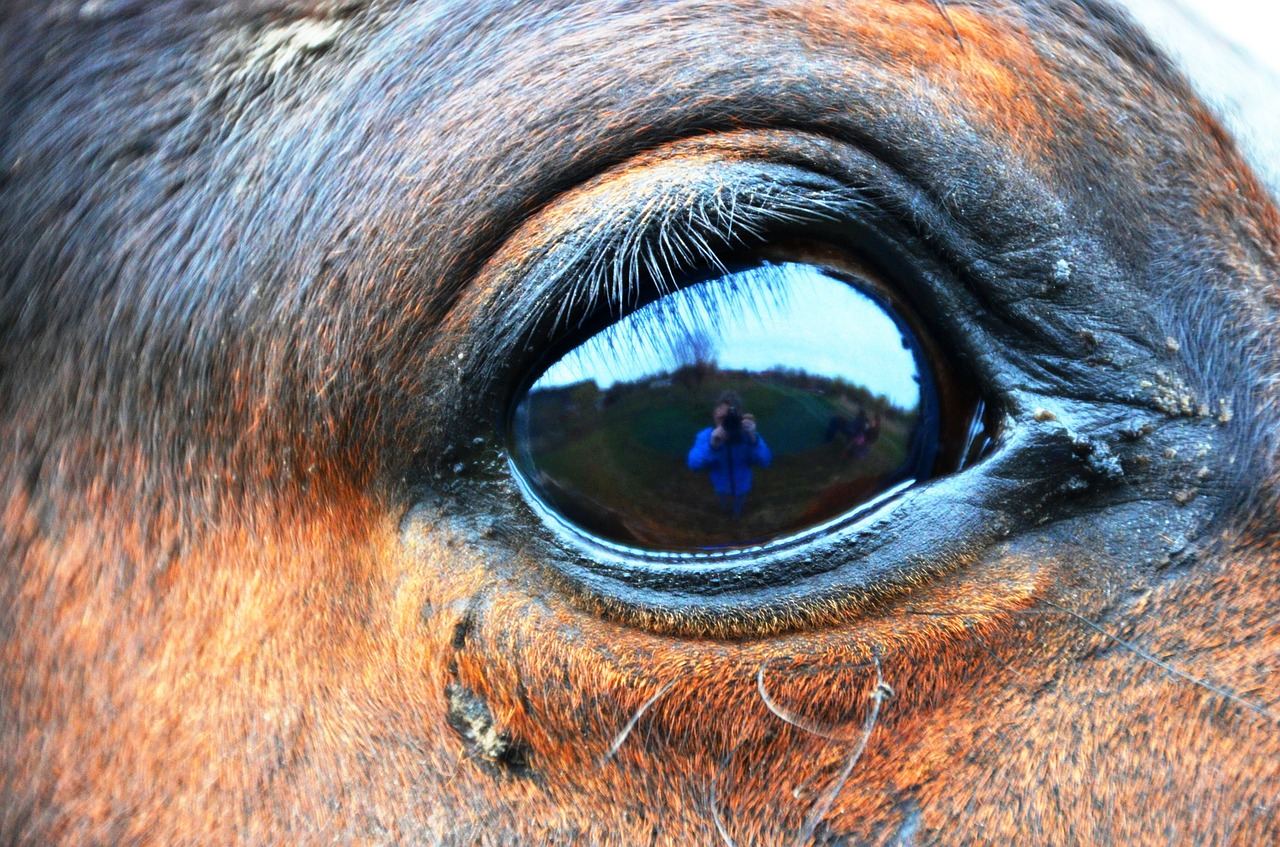 horse eye eye horse free photo
