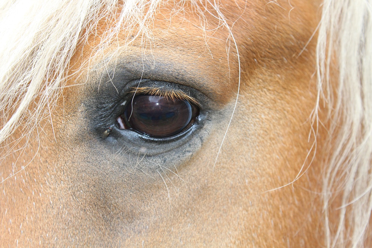 horse eye with a bow tie horse eye free photo