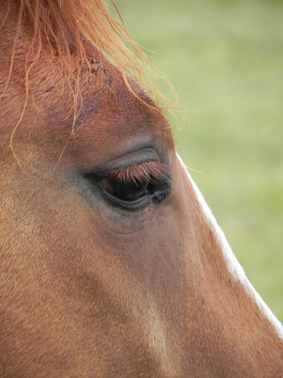 eye horse brown free photo