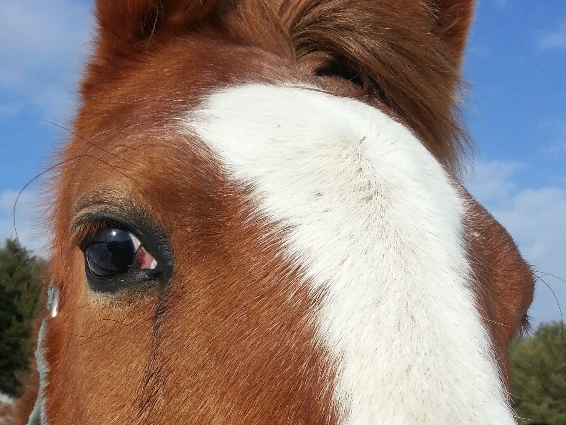 horse horses horseback free photo