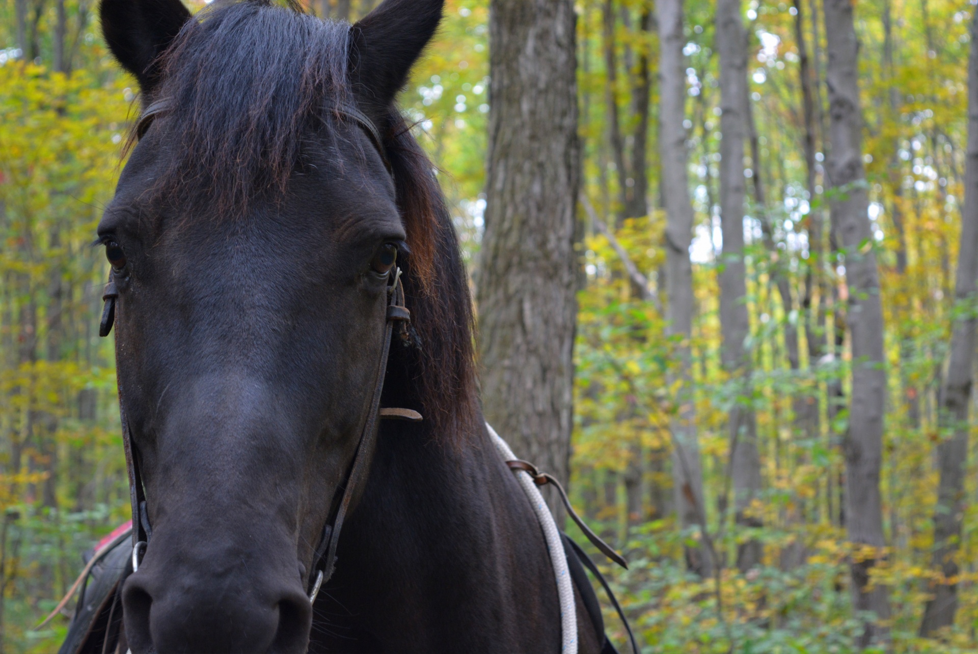 horse horses horseback free photo