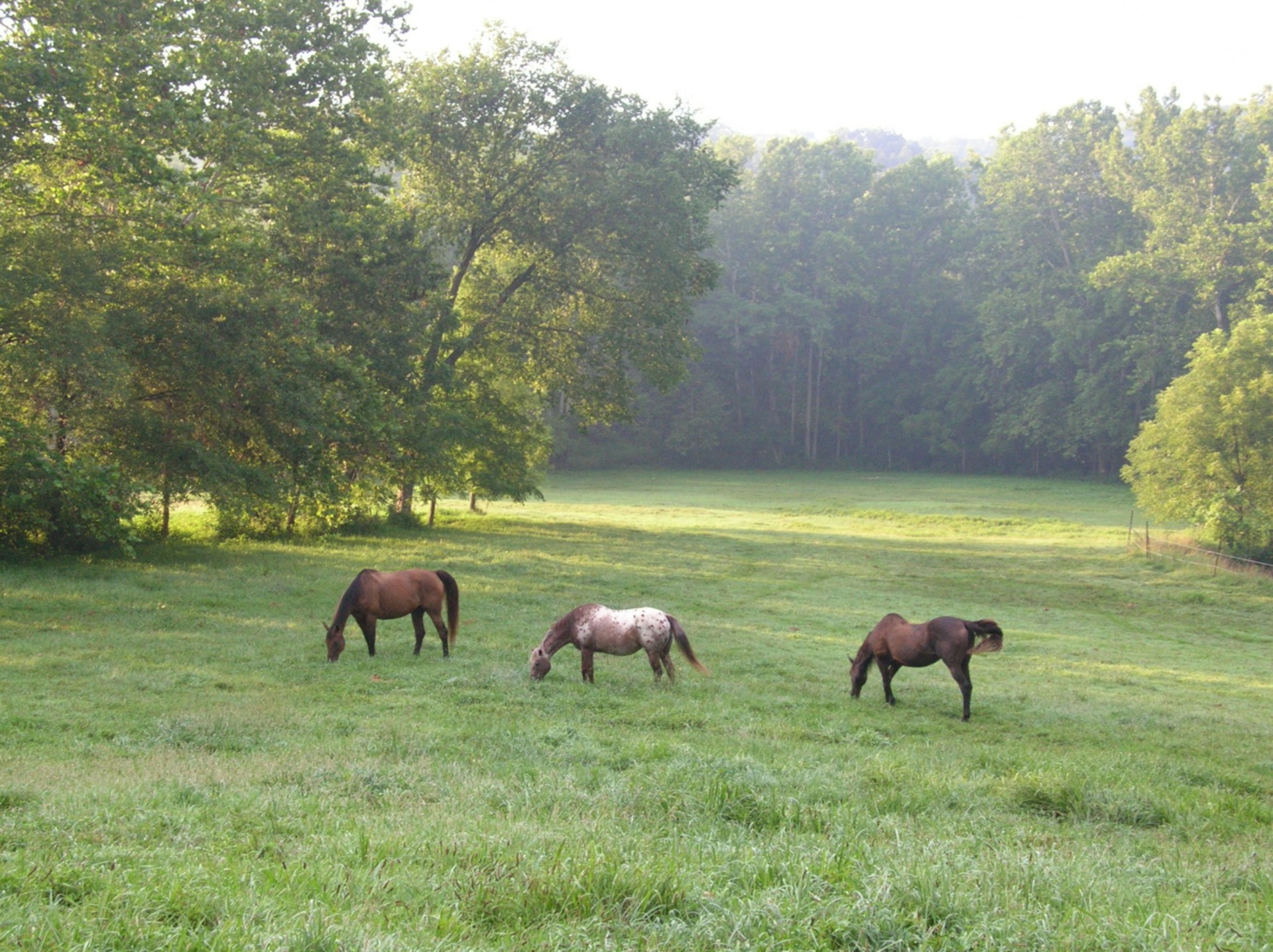 horses summer horse ranch free photo