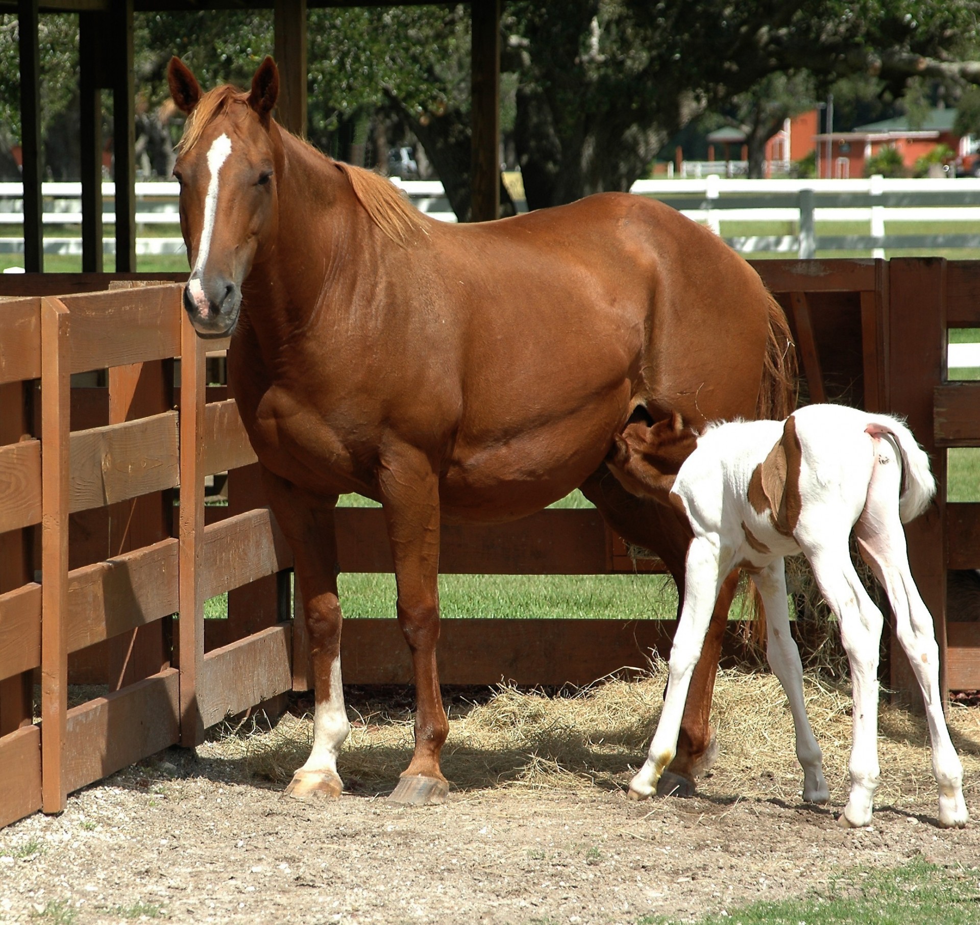 horse colt mare free photo