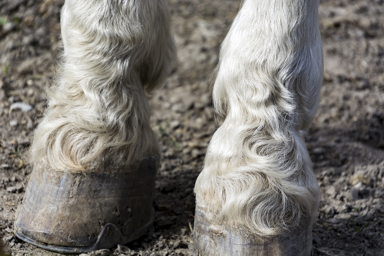 horse feet  nature  animal world free photo