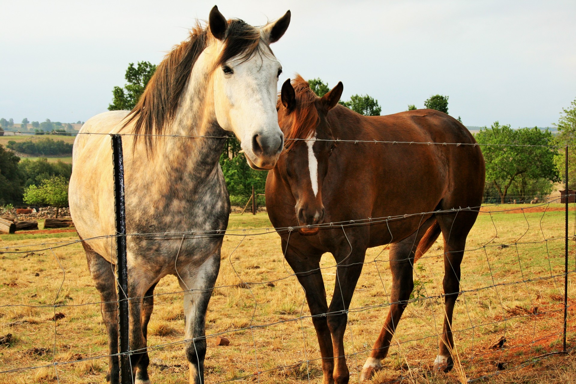 fence horses brown free photo