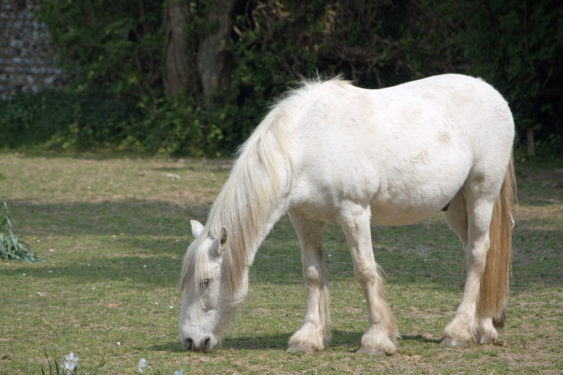 horse pony equine free photo