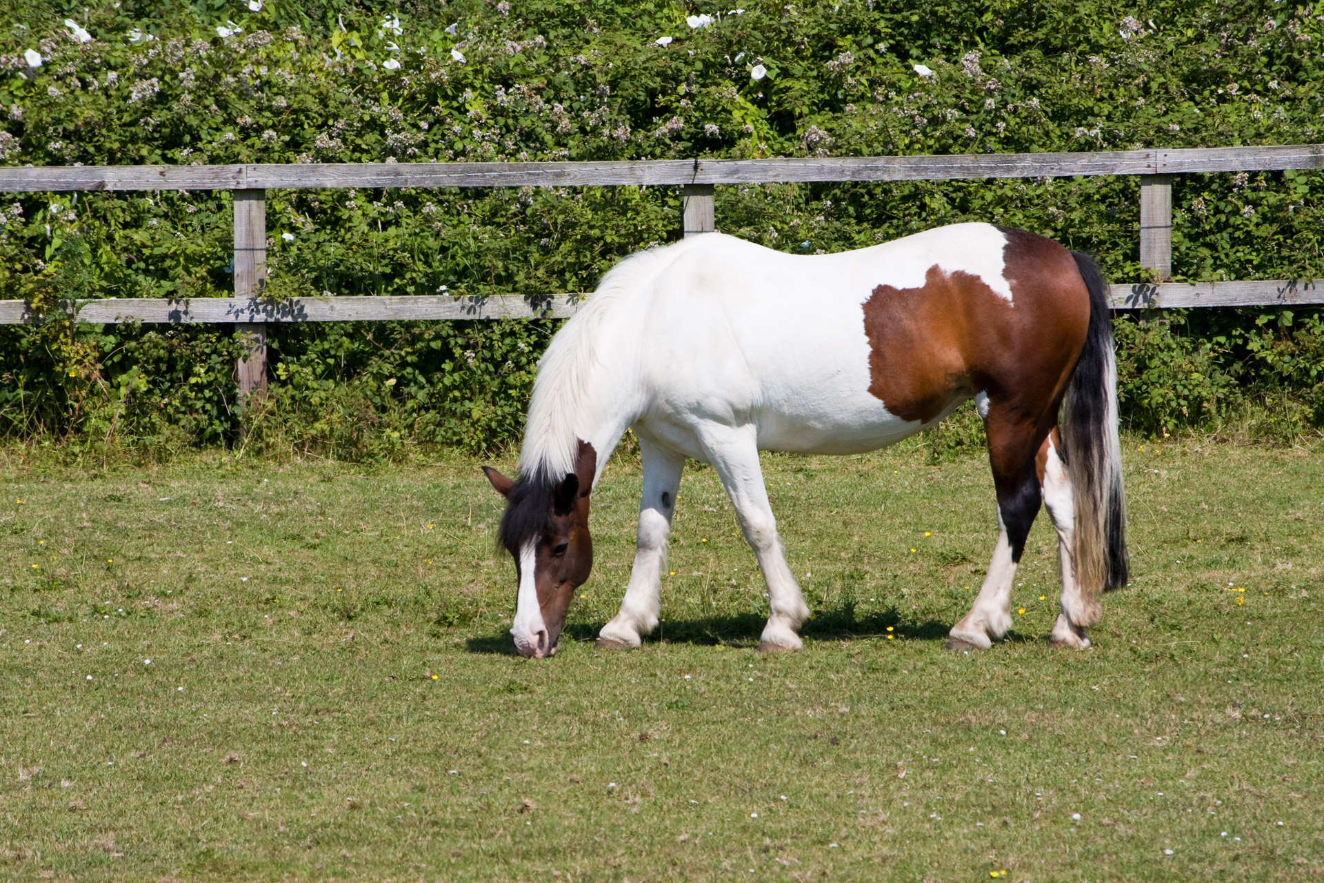 horse pony grazing free photo