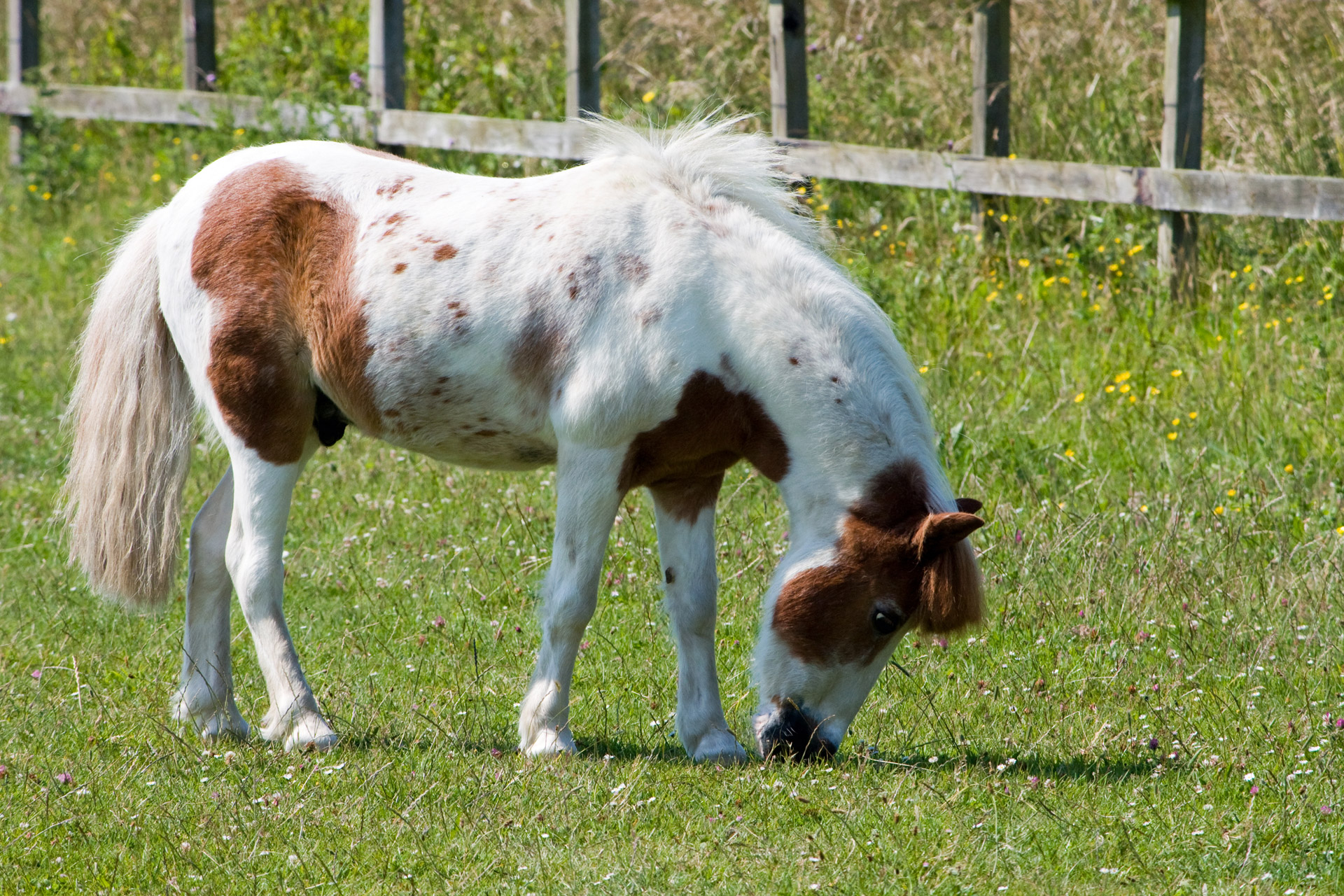 horse pony grazing free photo