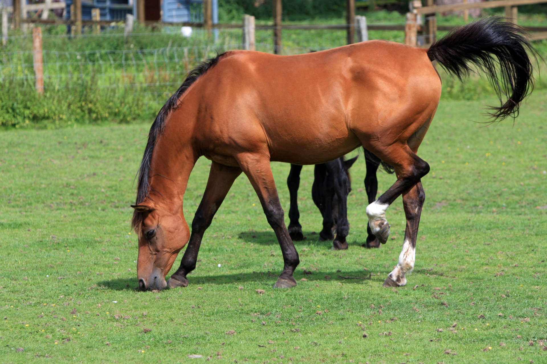 horse animal equine free photo