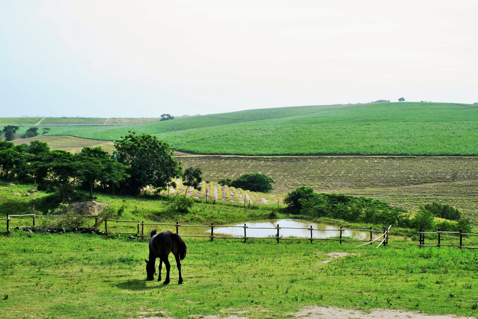 meadow green horse free photo