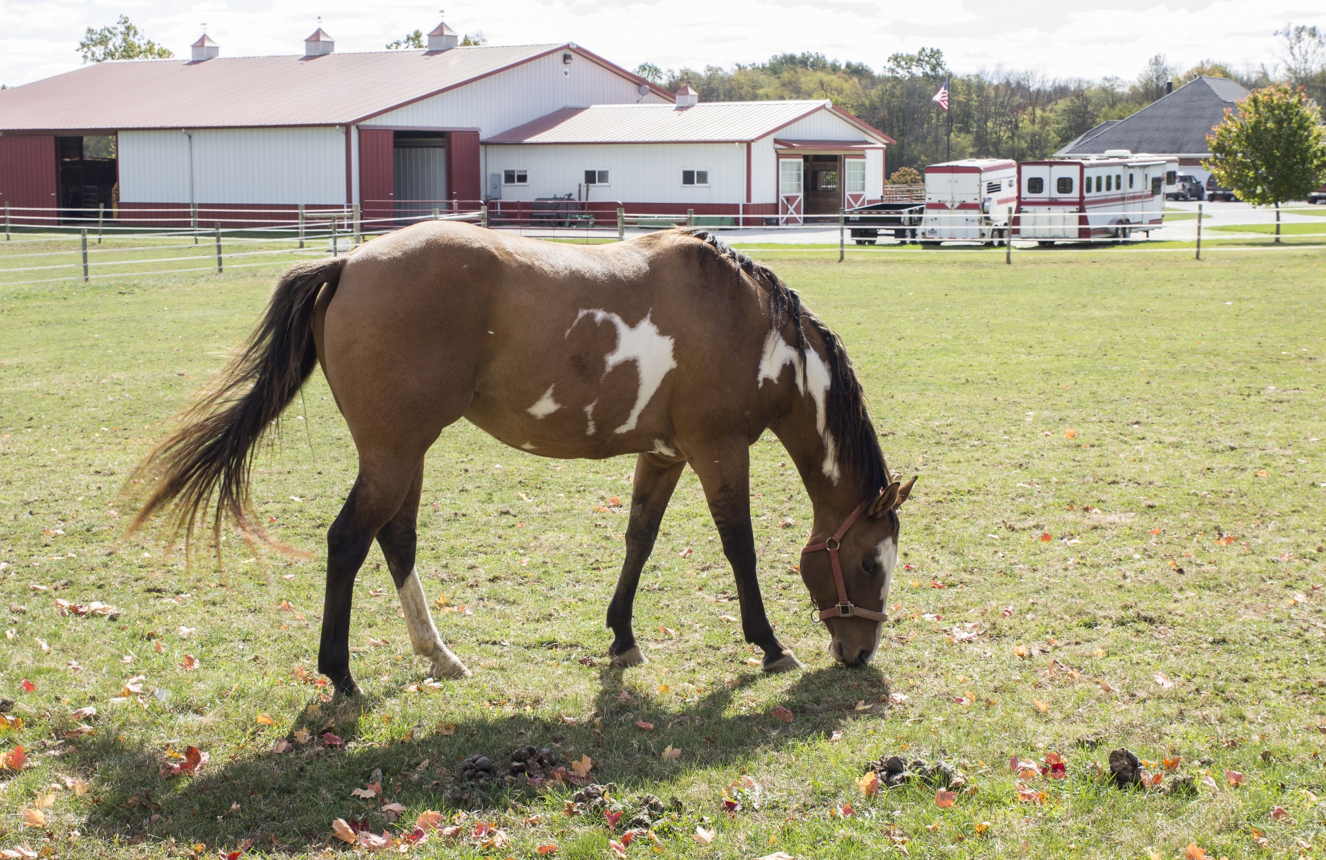 horse grazing animal free photo