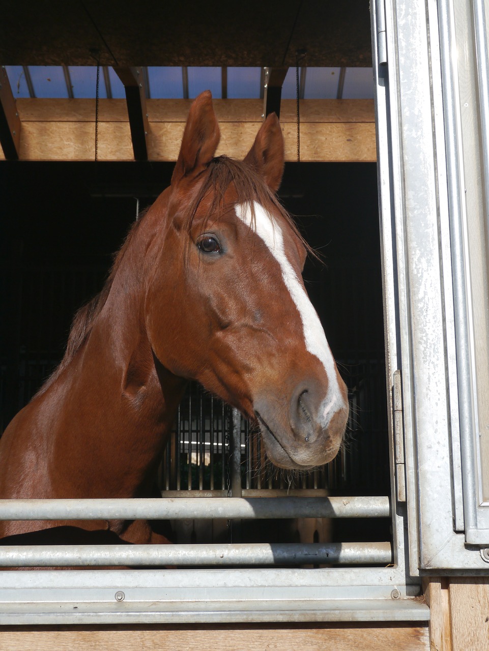 horse head brown stall free photo