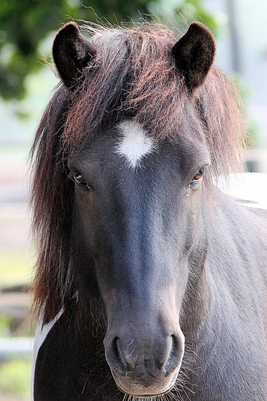 horse head horse pferdeportrait free photo