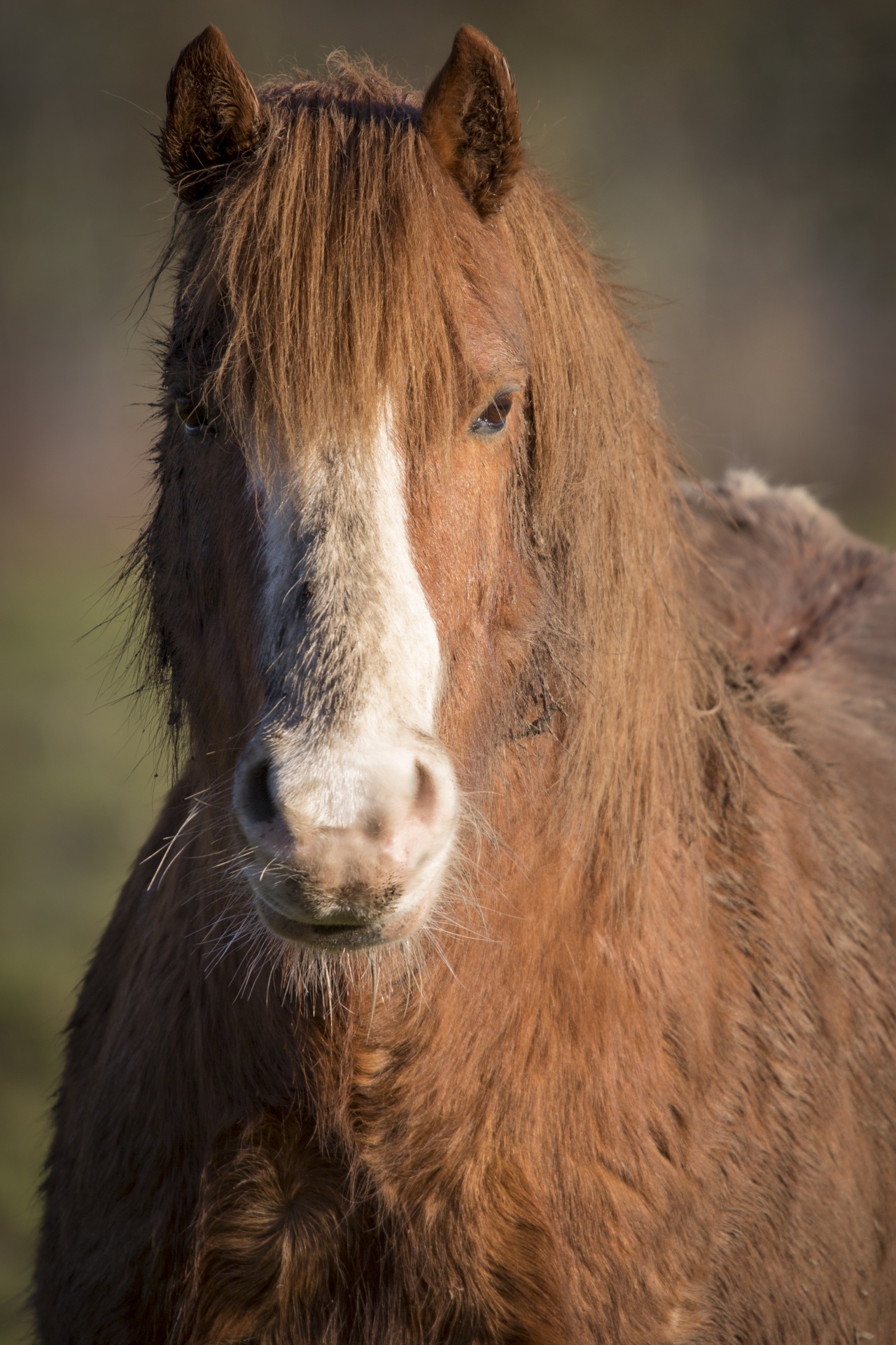 head horse alertness free photo