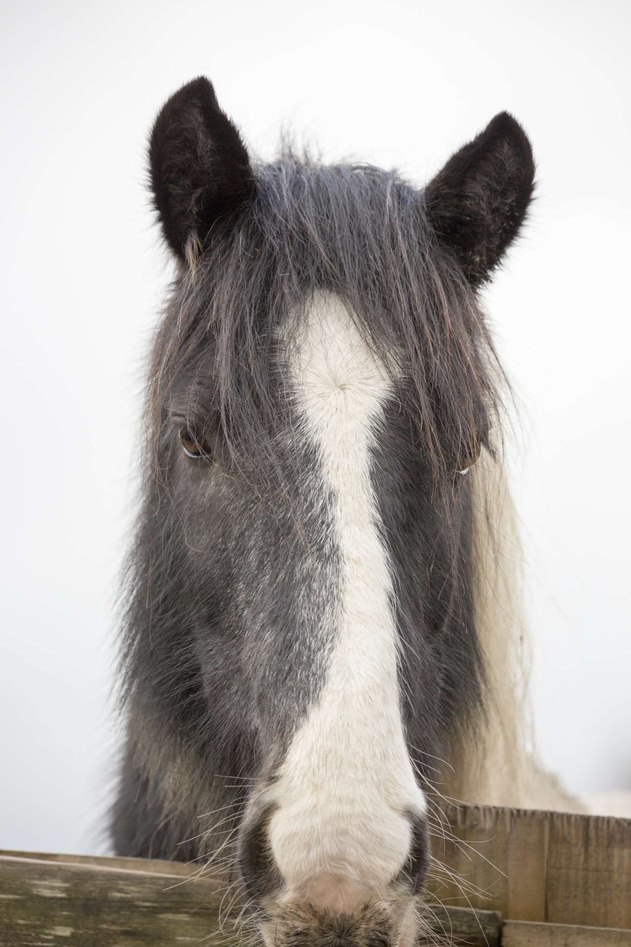 horse agriculture animal free photo