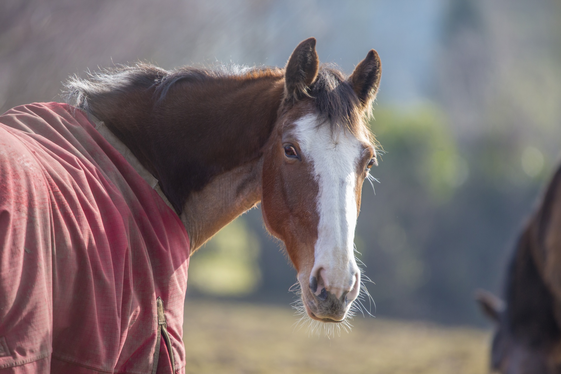 horse agriculture animal free photo