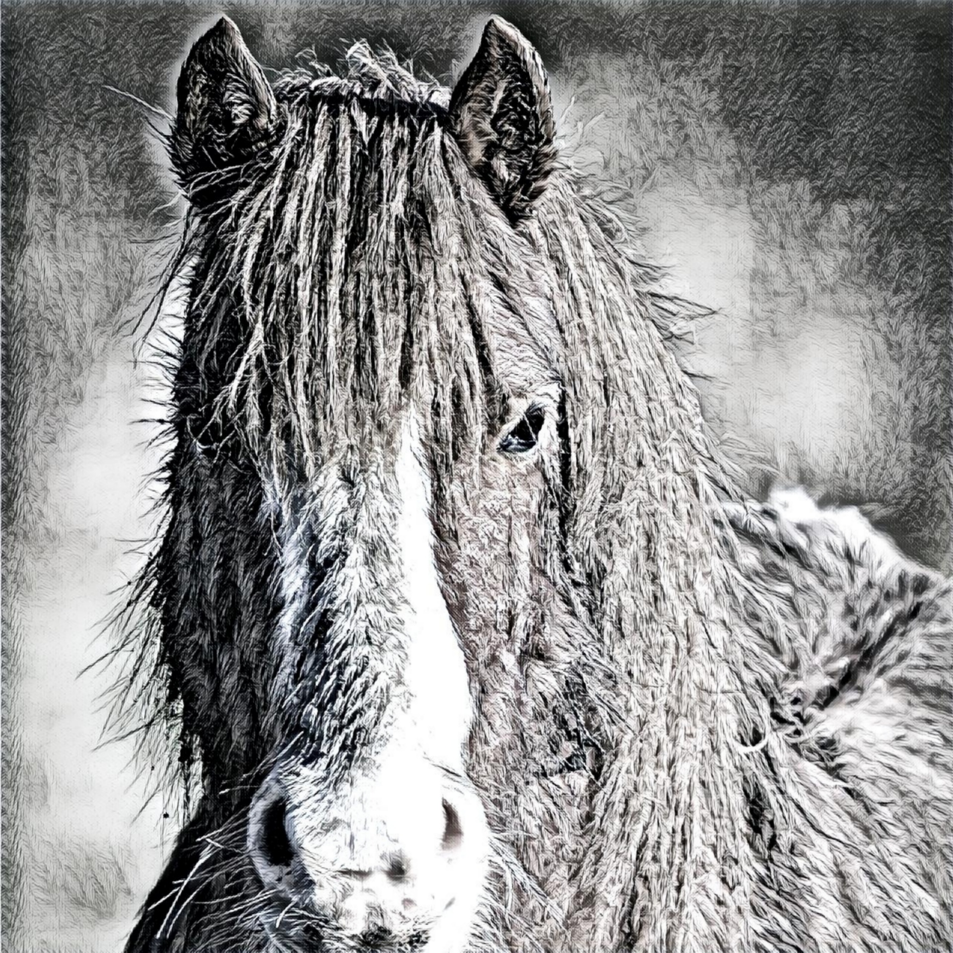horse head sketch free photo