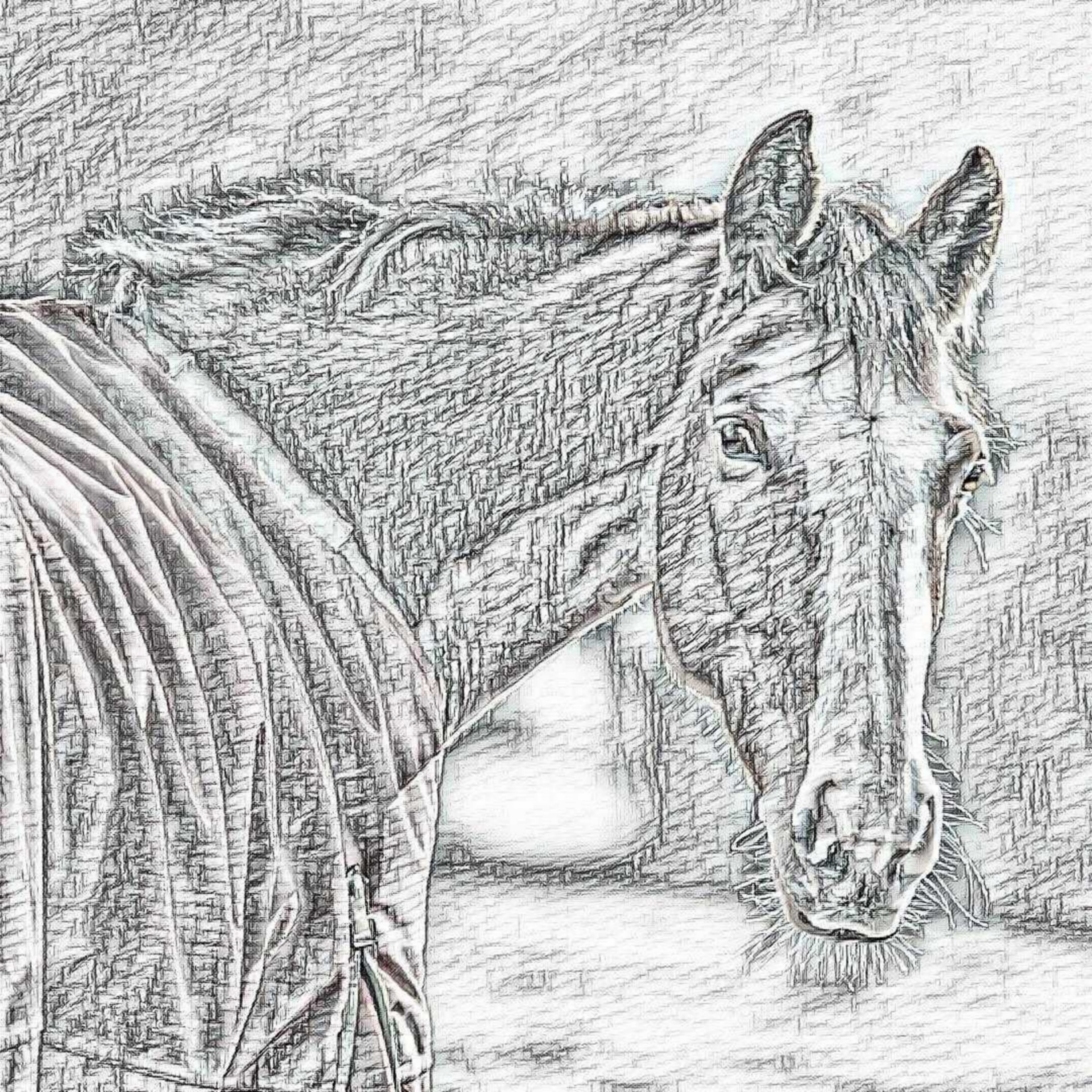 horse head pencil free photo