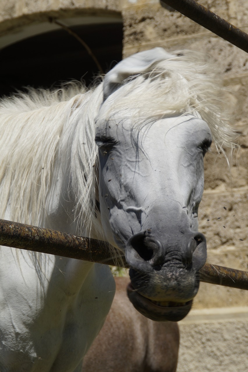 horse head mare mold free photo