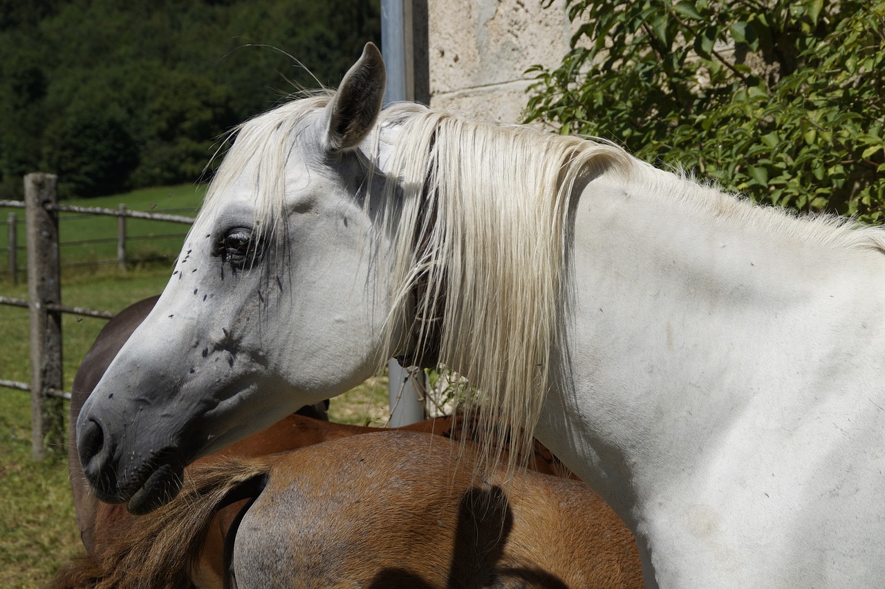 horse head summer fly plage free photo