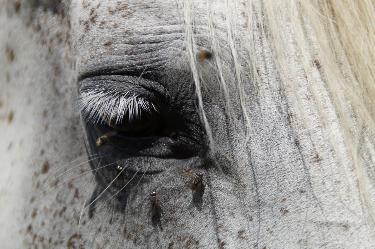 horse head summer fly plage free photo