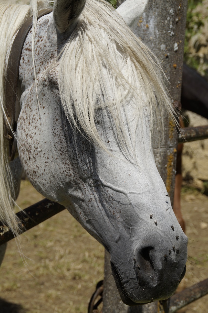 horse head summer fly plage free photo