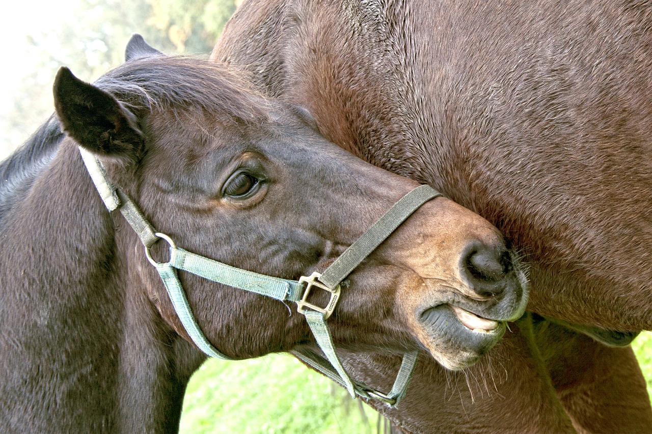 horse head horse animal free photo