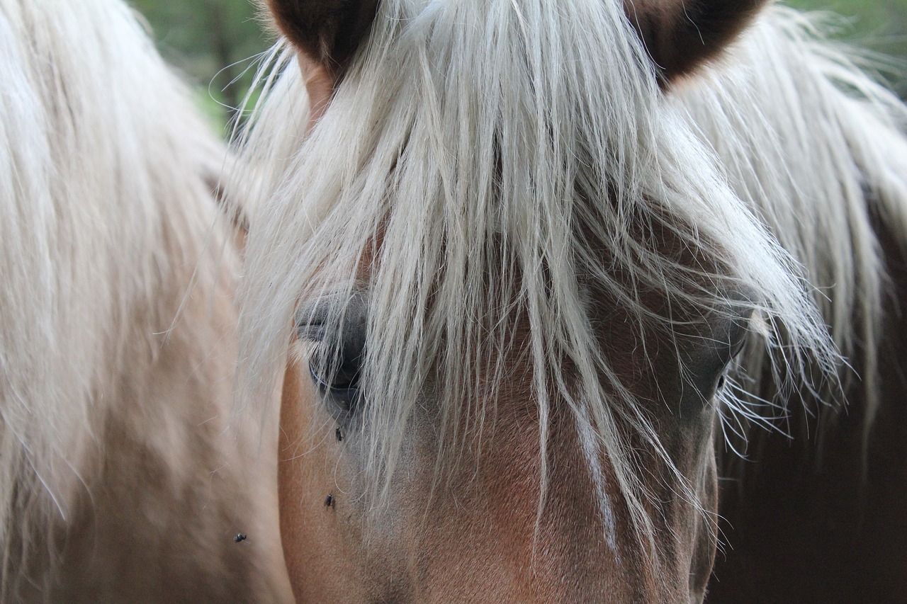 horse head horse horses eye free photo