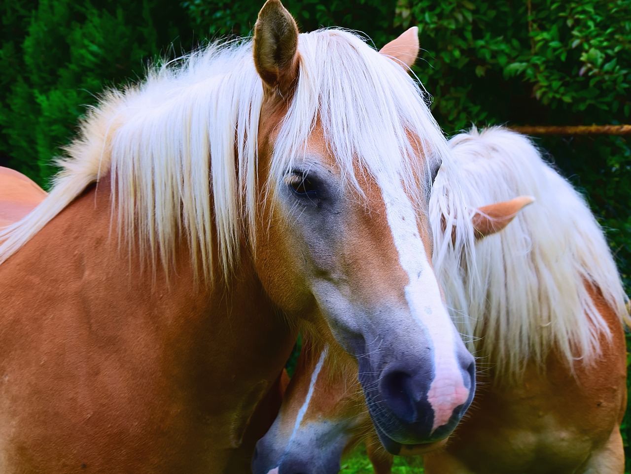 horse head animal portrait brown free photo