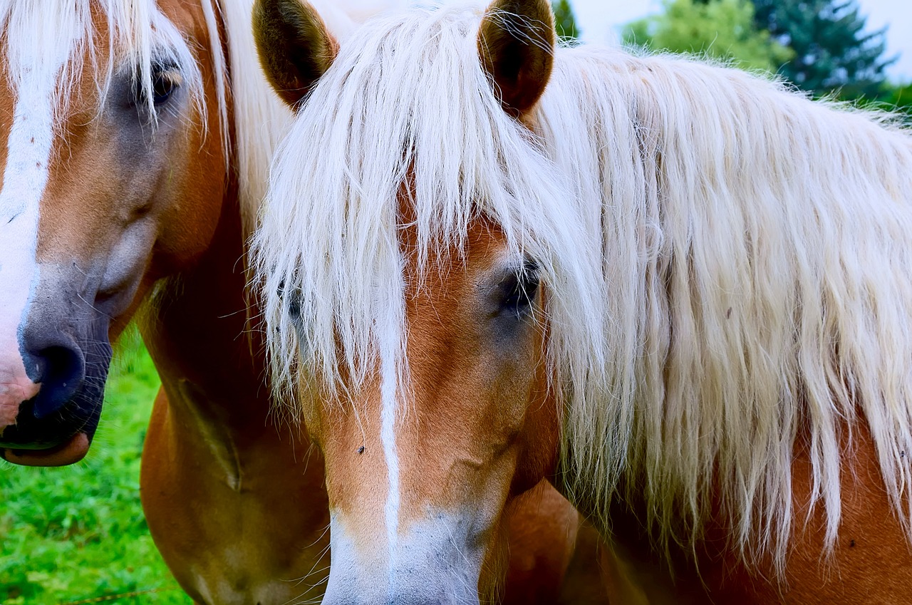 horse head animal portrait brown free photo