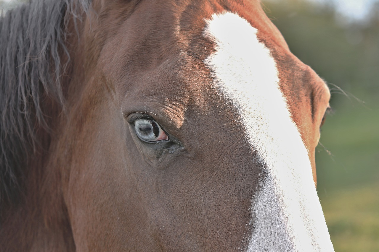 horse head horse eye eye free photo