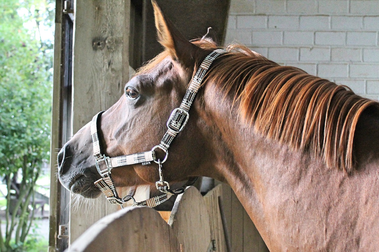 horse head portrait close free photo