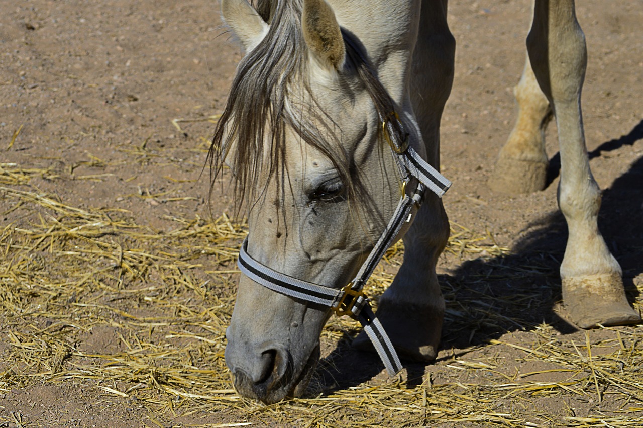 horse head  horse grazing  head animal free photo