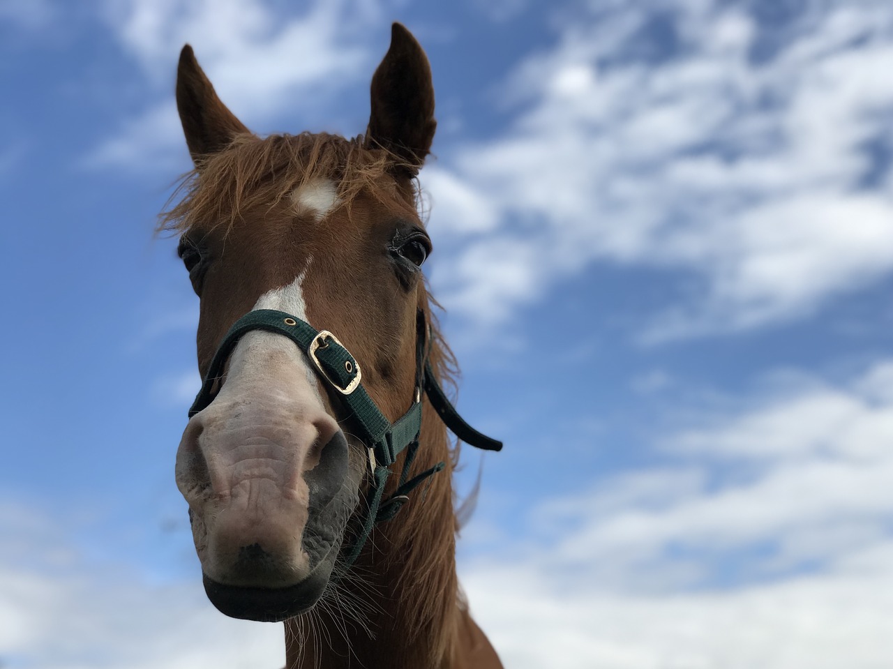 horse head  blue sky  clouds free photo