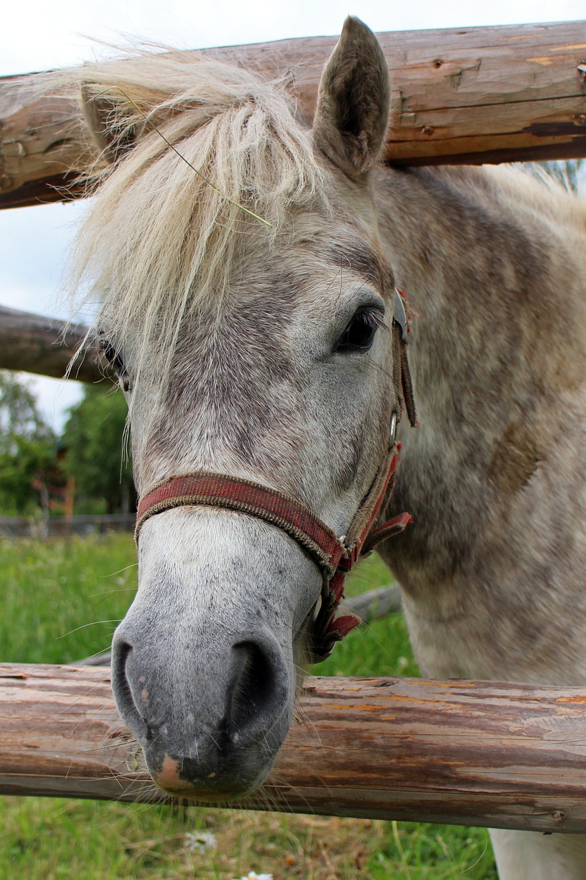 horse head head horse free photo