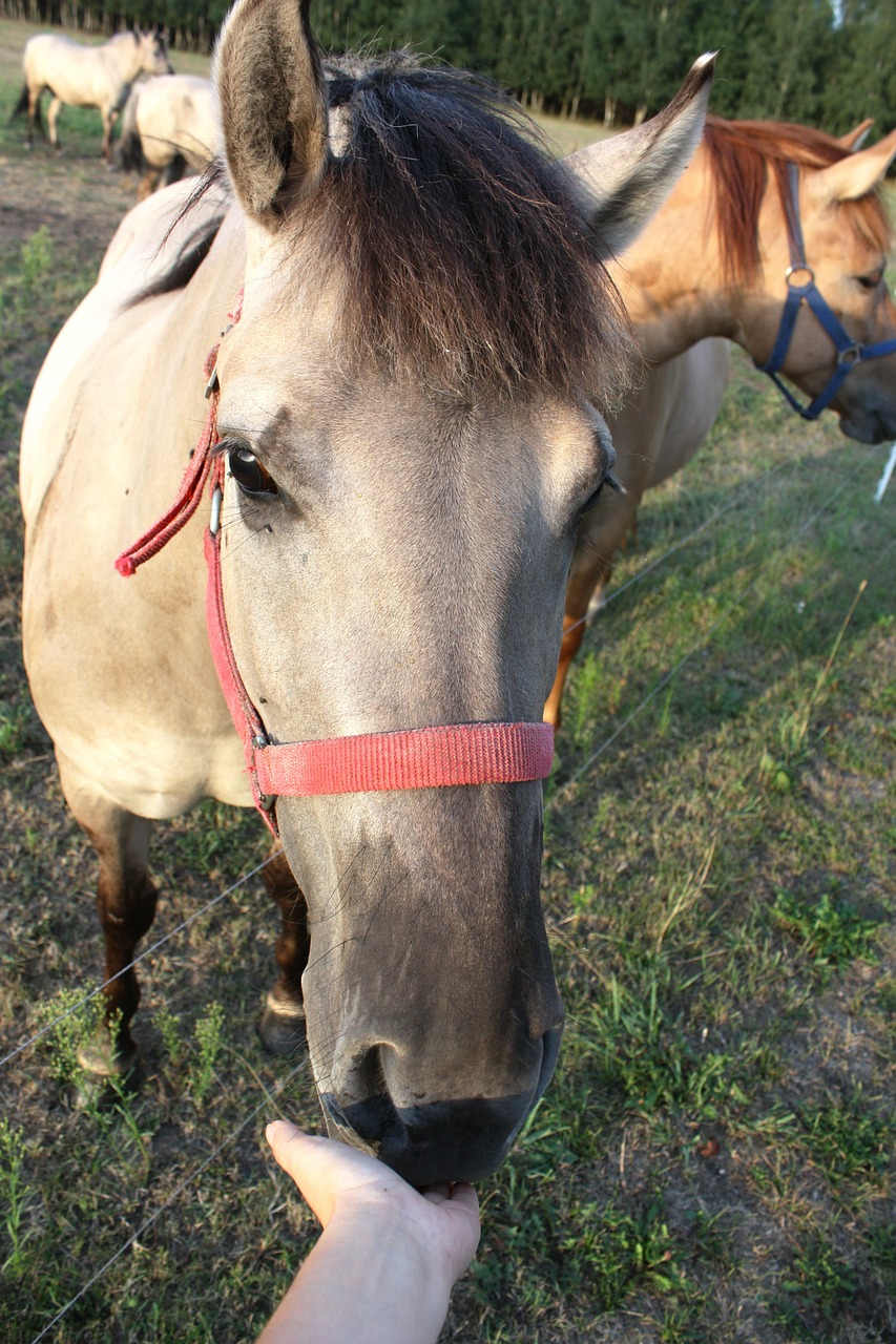 horse head the horse grzywa horse free photo