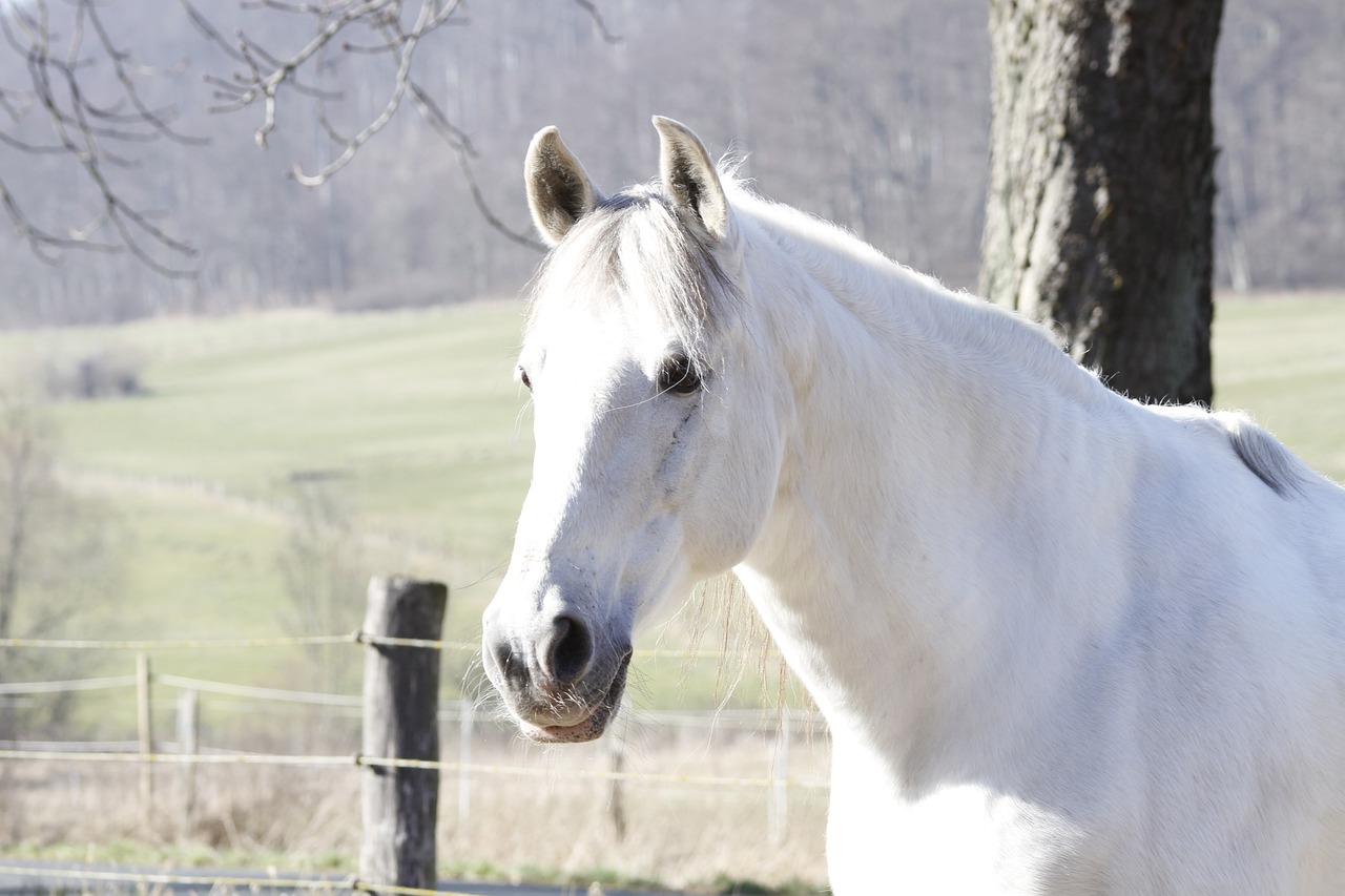 horse head  animal  horse free photo